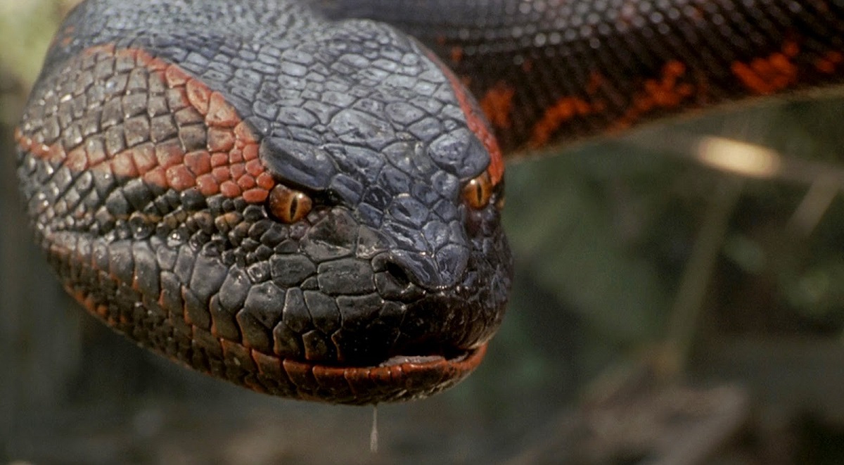 Sony plant ein "Anaconda"Reboot mit großem Budget à la "MEG"